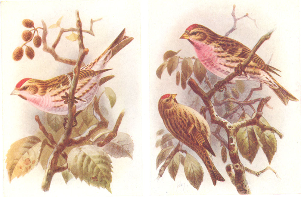 BRITISH BIRDS. Mealy Redpoll; Lesser Redpoll. THORBURN 1925 old vintage print